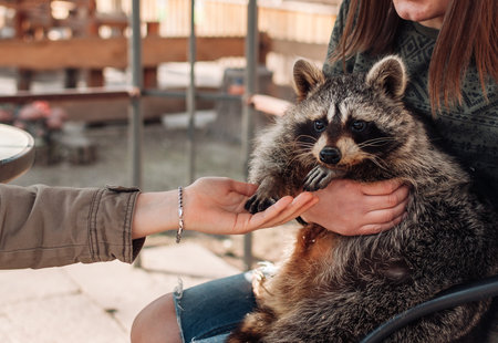 The girl holds a raccoon in her arms. The second girl holds out her hand to him. A cute fluffy male raccoon. A tamed raccoon in a cage at a petting zoo. selective focusの写真素材