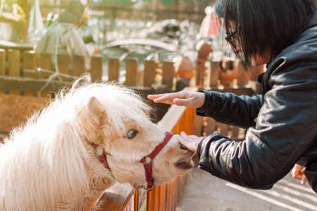 A young girl strokes a pony at the zoo through a wooden fence. The mammal is on the family farm.の写真素材
