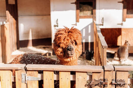 Llama in the pen at the family farm looks at the camera, a red fluffy shaggy llama. Portrait of a furry alpaca. Lama is a Peruvian farm cattle.の写真素材