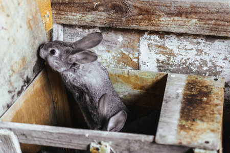 A gray young rabbit trying to get out of his house. Breeding rabbits. Rabbits on the farm in a wooden cage. Rabbit breeding farm. Close-upの写真素材