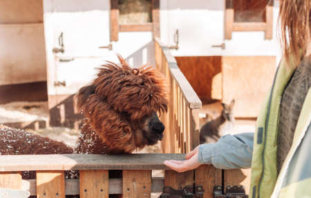 The girl feeds the llama from her hand. The mammal is in the pen on the family farm, a red fluffy furry llama. Portrait of a fluffy alpaca. Lama is a Peruvian farm cattle.の写真素材