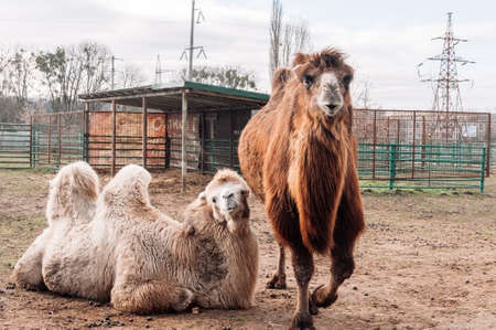 Two Bactrian Camels are resting in their paddock on the farm. Camelus bactrianus, a large hoofed animal living in the steppes of Central Asia.の写真素材