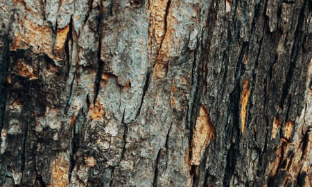Horizontal photo of the texture of the bark of a tree. Embossed texture of brown tree bark with cracks. Embossed texture of old bark.の写真素材
