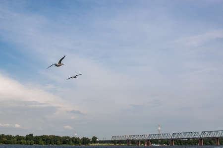 Two seagulls fly against the blue sky in the evening. Seabirds soar gracefully in the air above the reservoir.の写真素材