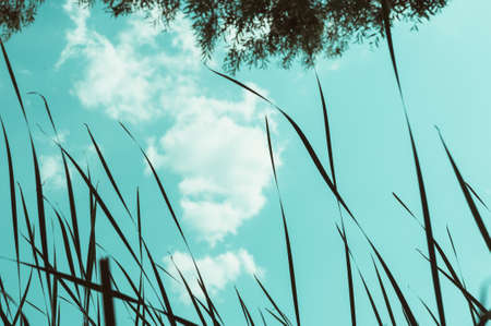 fluffy cloud on a turquoise sky amid trees and reeds. Natural landscape. Copy space.の写真素材