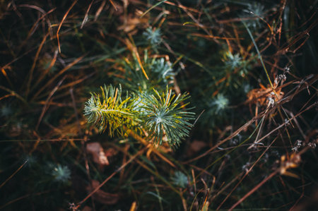 dry leaves on the ground with grass and green bushes. Ross on the grass in the autumn morning. The...