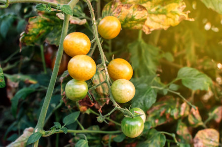 Many yellow cherry tomatoes in a greenhouse in the sun. Mini tomatoes. Bunches of tasty and juicy...