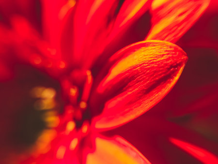 A close up of a red flower with a yellowish tint. The flower is in full bloom and has a vibrant,...