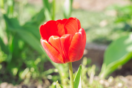 A red flower with a green stem is in a garden. The flower is the main focus of the image, and it is surrounded by green leaves and grass. Concept of natural beauty and tranquilityの写真素材