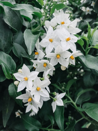 A bunch of white flowers with yellow centers. The flowers are in a green bush. The flowers are very pretty and brightの写真素材