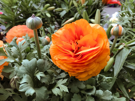 A large orange flower with green leaves is in a garden. The flower is surrounded by other flowers...
