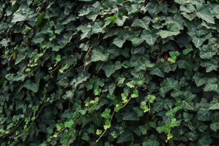 A lush green ivy plant with many leaves. The plant is growing on a wall, and the leaves are spread out in various directionsの写真素材