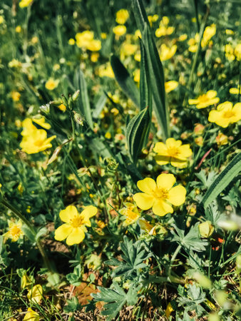 A field of yellow flowers with a few brown spots. Perfect for showing the beauty of nature with a touch of realism.の写真素材