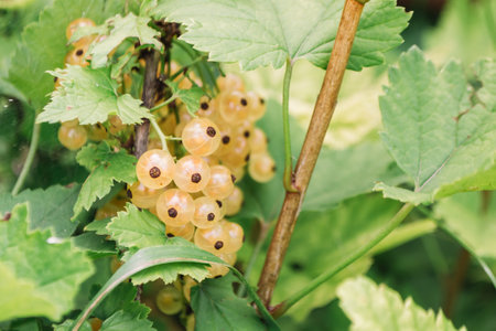 A bunch of yellow berries on a green leaf. The berries are small and roundの写真素材
