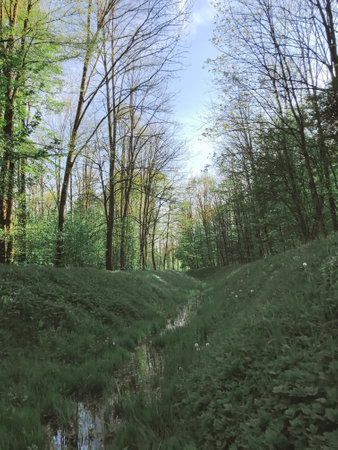 A forest path with a stream running through it. The trees are green and the sky is blueの写真素材