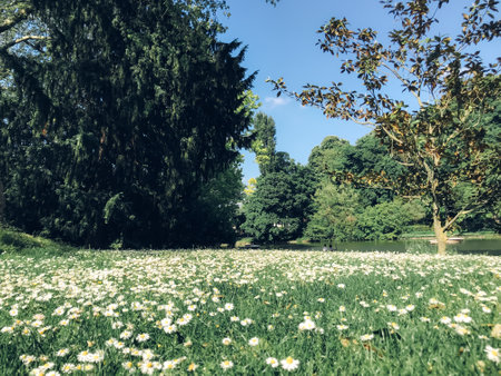 A field of white flowers with a blue sky in the background. The field is surrounded by trees and a lakeの写真素材
