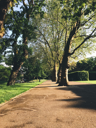 A path in a park with trees lining the way. The trees are tall and leafy, providing shade and a...