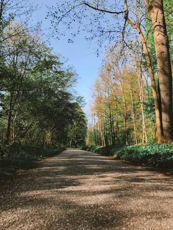 A road with trees on either side. The road is empty and the sky is clear. The trees are green and...