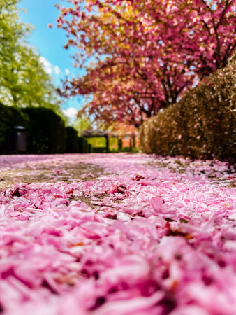A path is covered in pink petals, creating a beautiful and serene atmosphere. The pink flowers are scattered throughout the scene, with some falling from the trees and others on the groundの写真素材