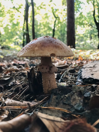 A mushroom is sitting on the ground in a forest. The mushroom is brown and has a pointy topの写真素材