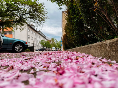 A street covered with a blanket of pink flowers on the ground. Perfect for adding a vibrant and cheerful touch to urban or garden scenes.の写真素材