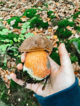 A hand holding a mushroom with a green stem. The mushroom is brown and has a red tipの写真素材