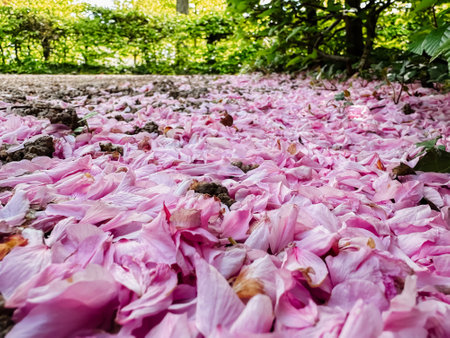 Pink flower petals scattered on the ground. The image has a serene and peaceful mood. The pink petals are scattered all over the ground, creating a beautiful and calming sceneの写真素材