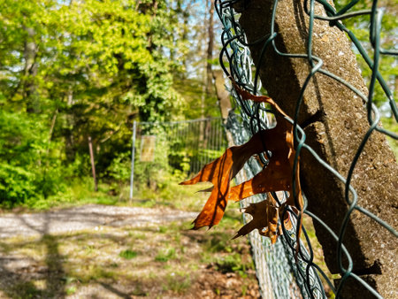 A leaf is hanging from a fence. The scene is peaceful and sereneの写真素材