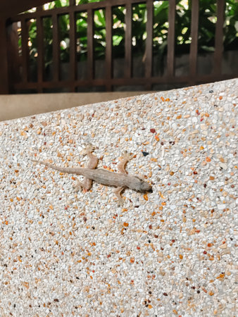 A lizard is on a wall made of rocks. The lizard is brown and has a long tailの写真素材