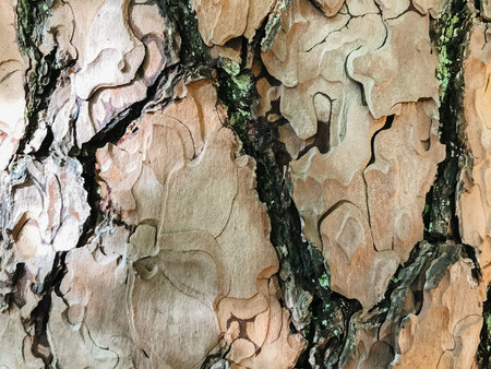 The bark of a tree is rough and has many small holes. The bark is brown and has a mossy appearance