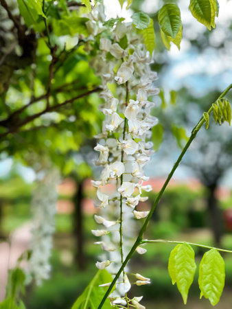 Tree with white flowers is in a park. The flowers are in clusters and are white in colorの写真素材
