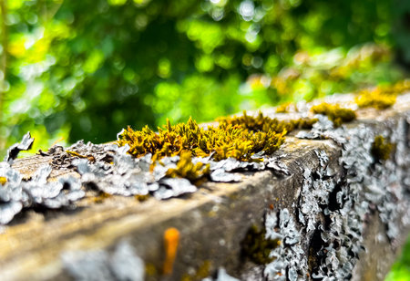 Wooden post covered in moss and lichen. The moss is green and the lichen is gray