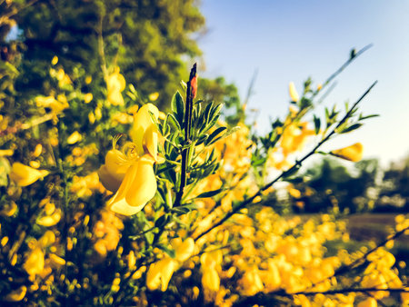 Field of yellow flowers with a blue sky in the background. The flowers are in full bloom and the sky is clear and brightの写真素材