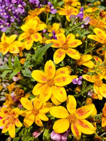Bunch of yellow flowers with red spots. The flowers are in a vase