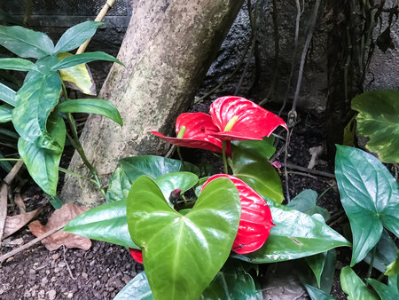 Red flower with green leaves is growing next to a tree. The flower is surrounded by green leaves and...