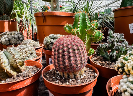 Bunch of potted cacti and succulents are displayed in a greenhouse. The plants are of various sizes...