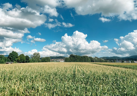 Field of corn is shown with a clear blue sky in the background. The sky is dotted with clouds,...