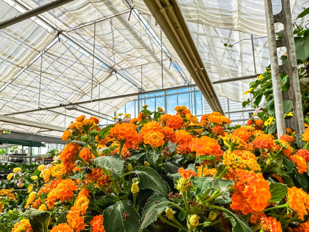 Greenhouse with a large orange flower arrangement. The flowers are in a vase and are surrounded by green leaves. Scene is warm and invitingの写真素材