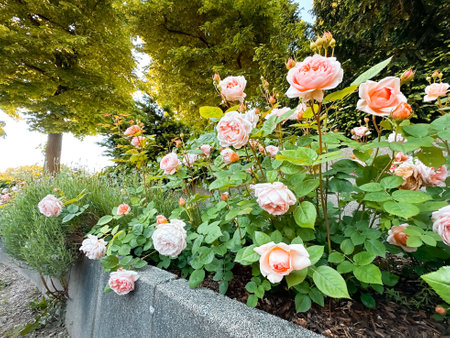 Row of pink flowers are in a flower bed next to a sidewalk. The flowers are in full bloom and are arranged in a neat row. The scene is peaceful and serene, with the flowers adding a touch of colorの写真素材