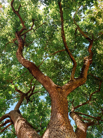 Tree with a trunk that is very thick and has a lot of leaves. The leaves are green and the tree is...