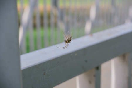 Spider is hanging from a fence. The spider is brown and blackの写真素材