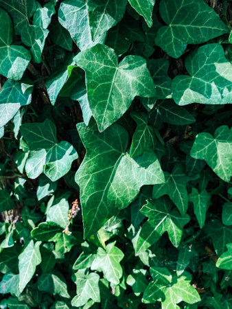 Green leafy plant with many leaves. The leaves are green and have a shiny appearance. The plant is growing on a treeの写真素材