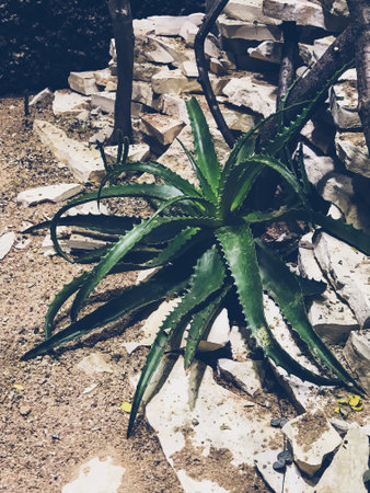 Large green plant with spiky leaves is growing in a rocky area. The plant is surrounded by rocks and he is thriving in the harsh environmentの写真素材