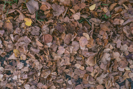 Pile of leaves on the ground. The leaves are brown and scattered. The image has a natural and peaceful feel to itの写真素材