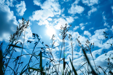 Field of tall grass with a clear blue sky in the background. The grass is tall and the sky is bright and sunny. The sun is shining through the trees, casting shadows on the groundの素材