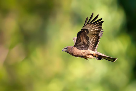 Bird is flying in the sky with its wings spread out. The bird is brown and black in colorの素材