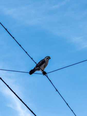 Bird is perched on a wire. The sky is blue and clear. The bird is looking down at the groundの写真素材