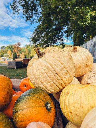 Pile of pumpkins and squash are displayed in a basket. The pumpkins are of different sizes and...