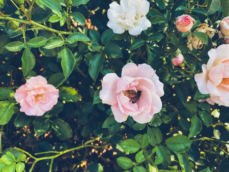 Group of pink flowers with green leaves. A bee is hovering over one of the flowers
