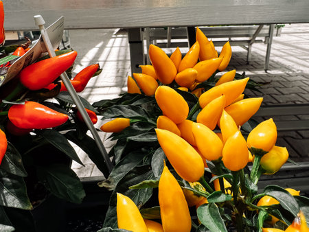 Bunch of yellow peppers are in a pot. The peppers are in a sunny spot. The peppers are in a pot with a green stemの写真素材